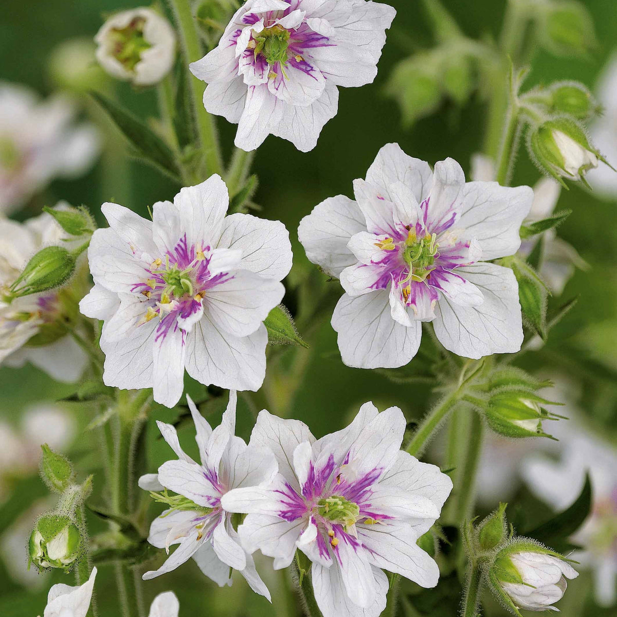 2geranium caeruleum, 2 double jewel, 2 birch double - Gefüllt blühende Storchschnabel-Kollektion (x6) - Blühende Stauden