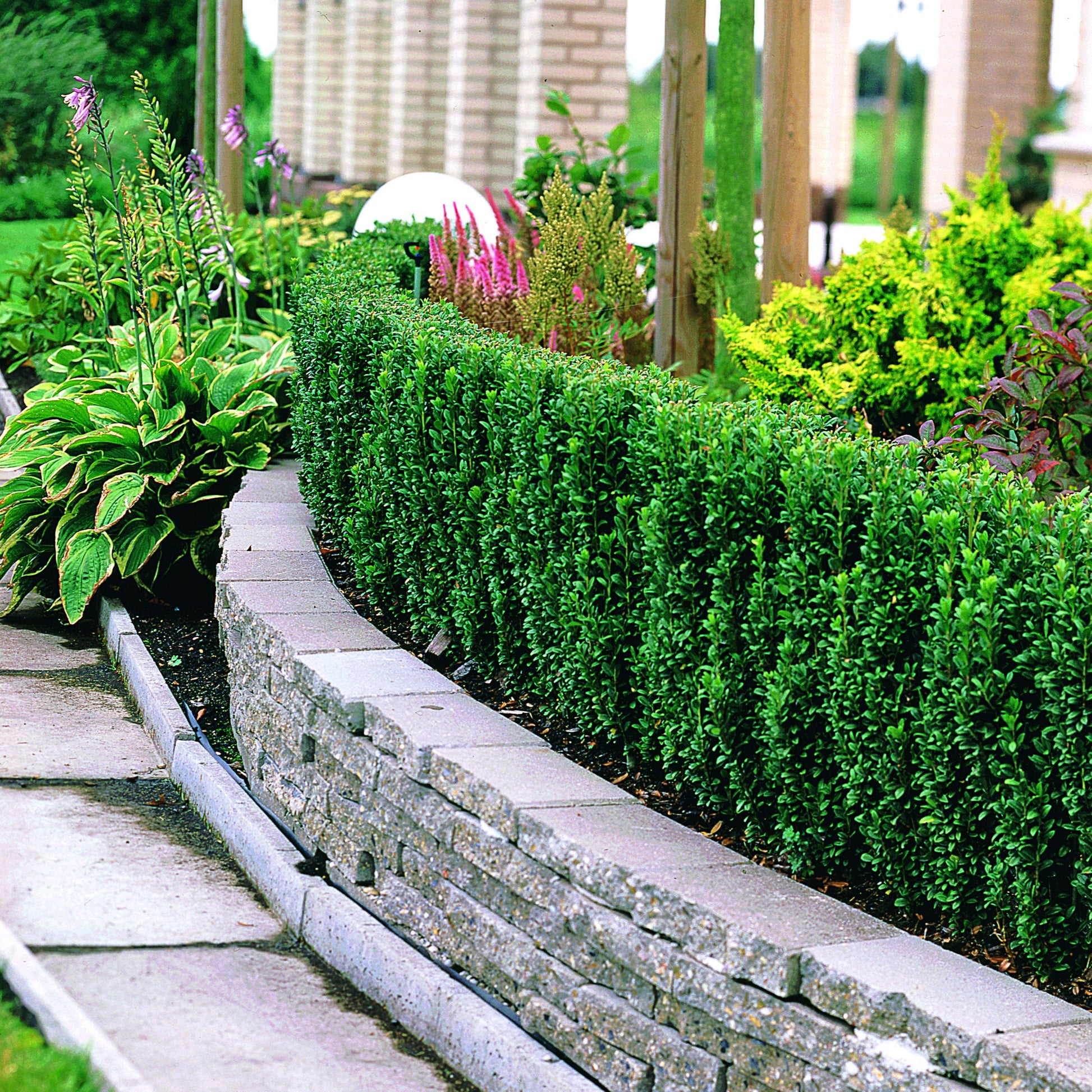 Ilex crenata fastigiata - Japanische Stechpalme Fastigiata - Japanischer Stechpalme - Ilex Crenata