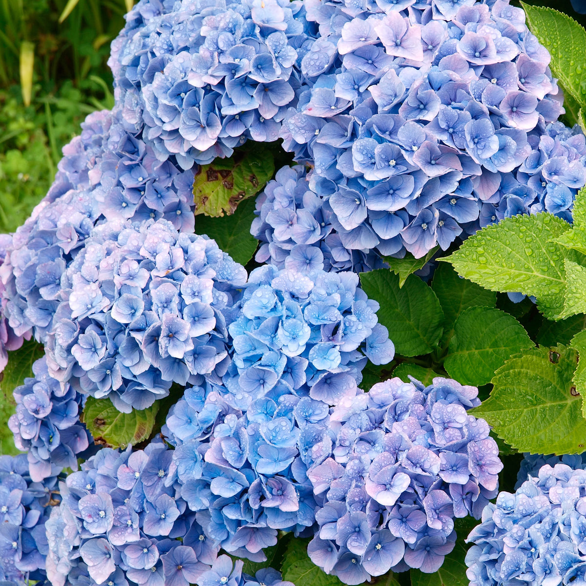 Hydrangea macrophylla - Hortensien-Kollektion rot & blau (x4) - Großblättrige Hortensie
