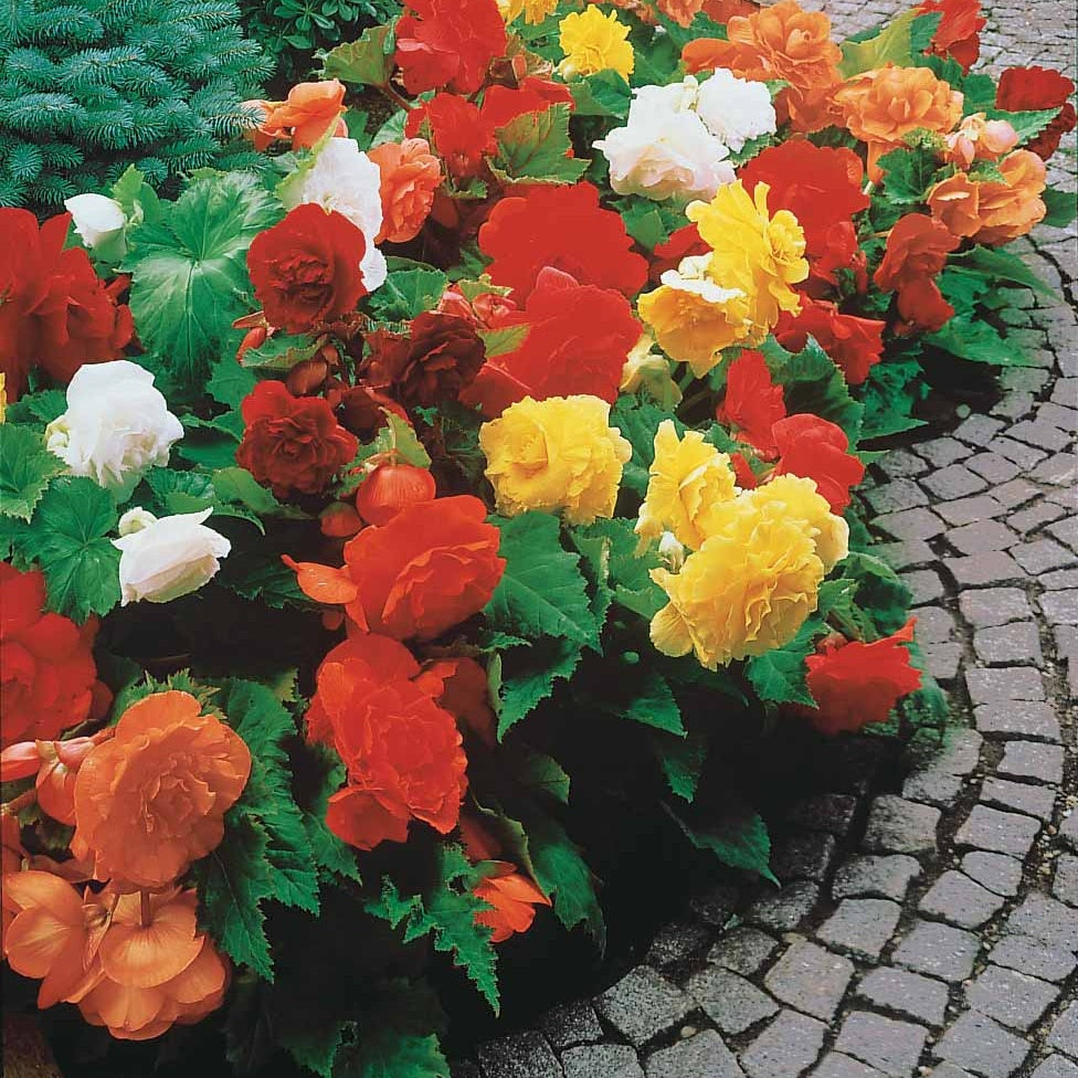 Blumenzwiebeln Begonien (gefüllt) Mischung EXTRA (x10) - Begonia  tuberhybrida