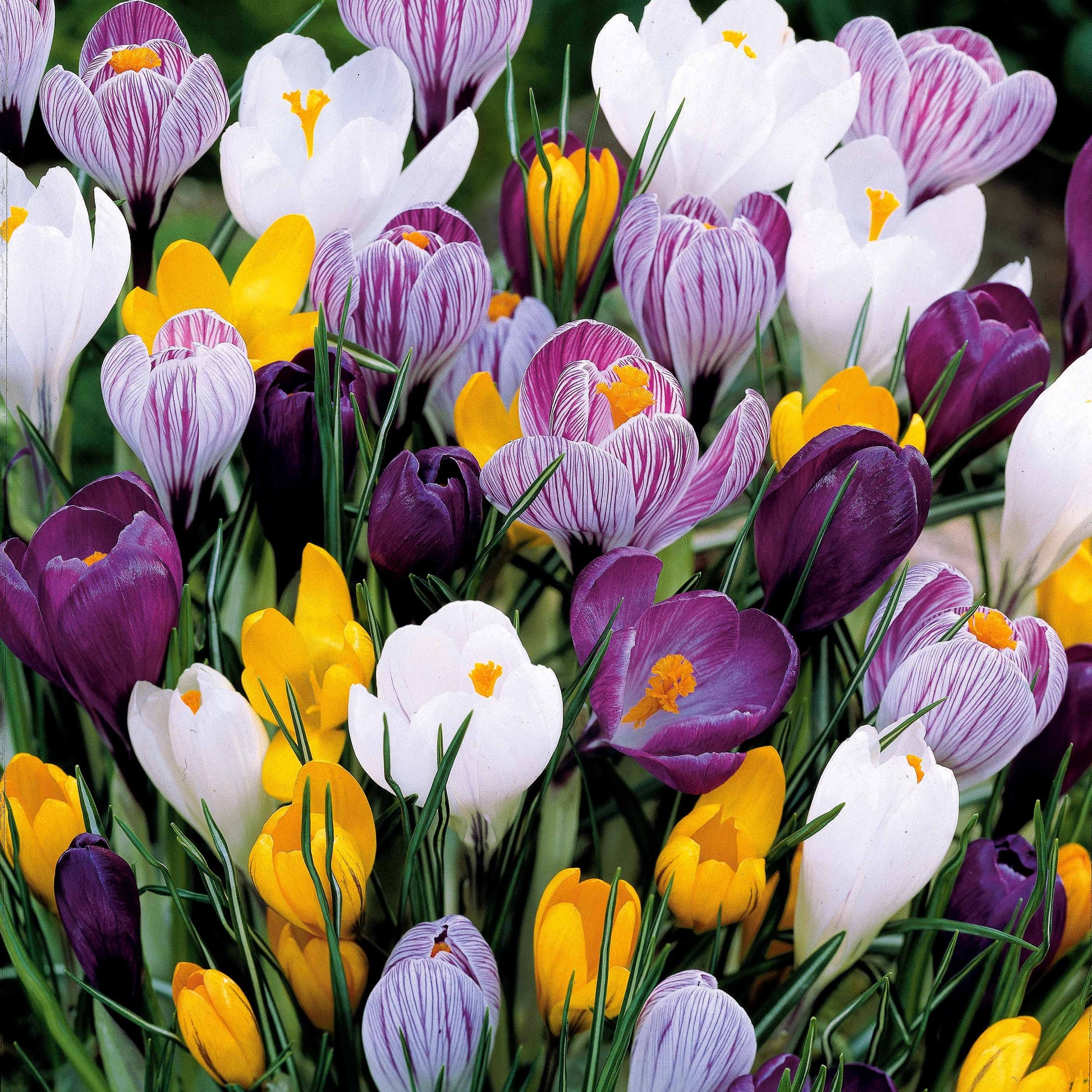 Crocus vernus - 100 Gemischte Krokusse mit großen Blüten - Krokus-Zwiebeln