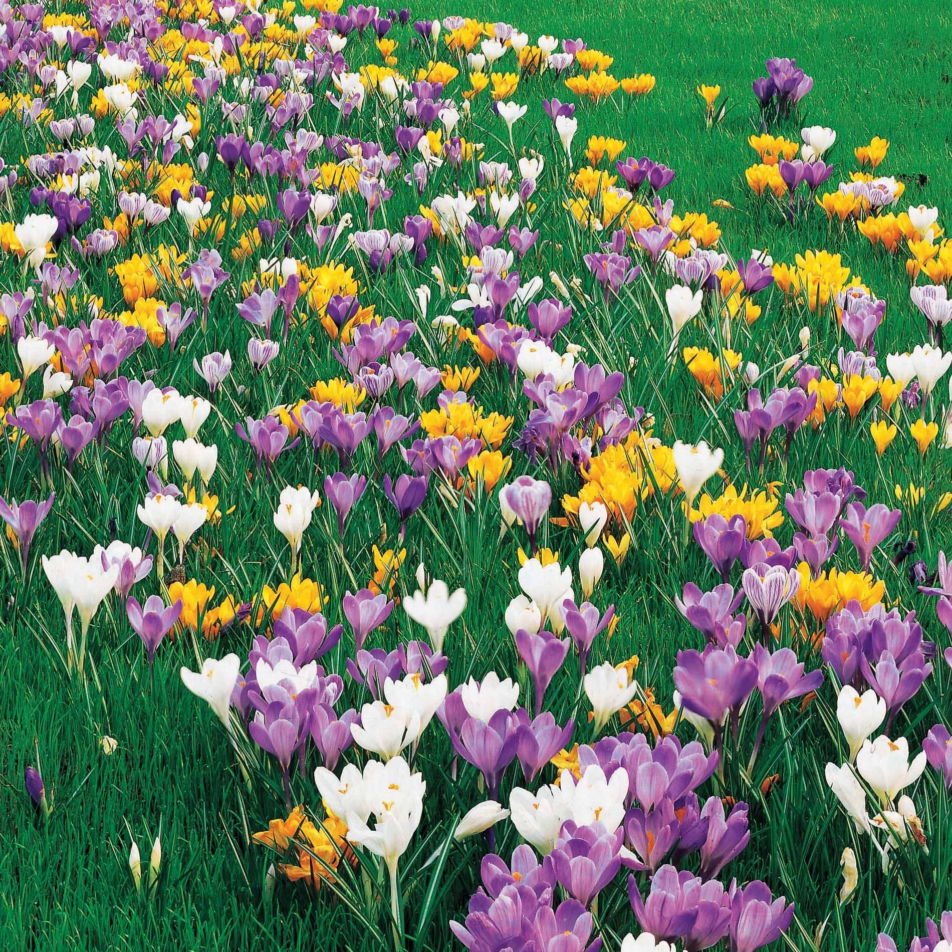 100 Gemischte Krokusse mit großen Blüten - Crocus vernus - Bakker