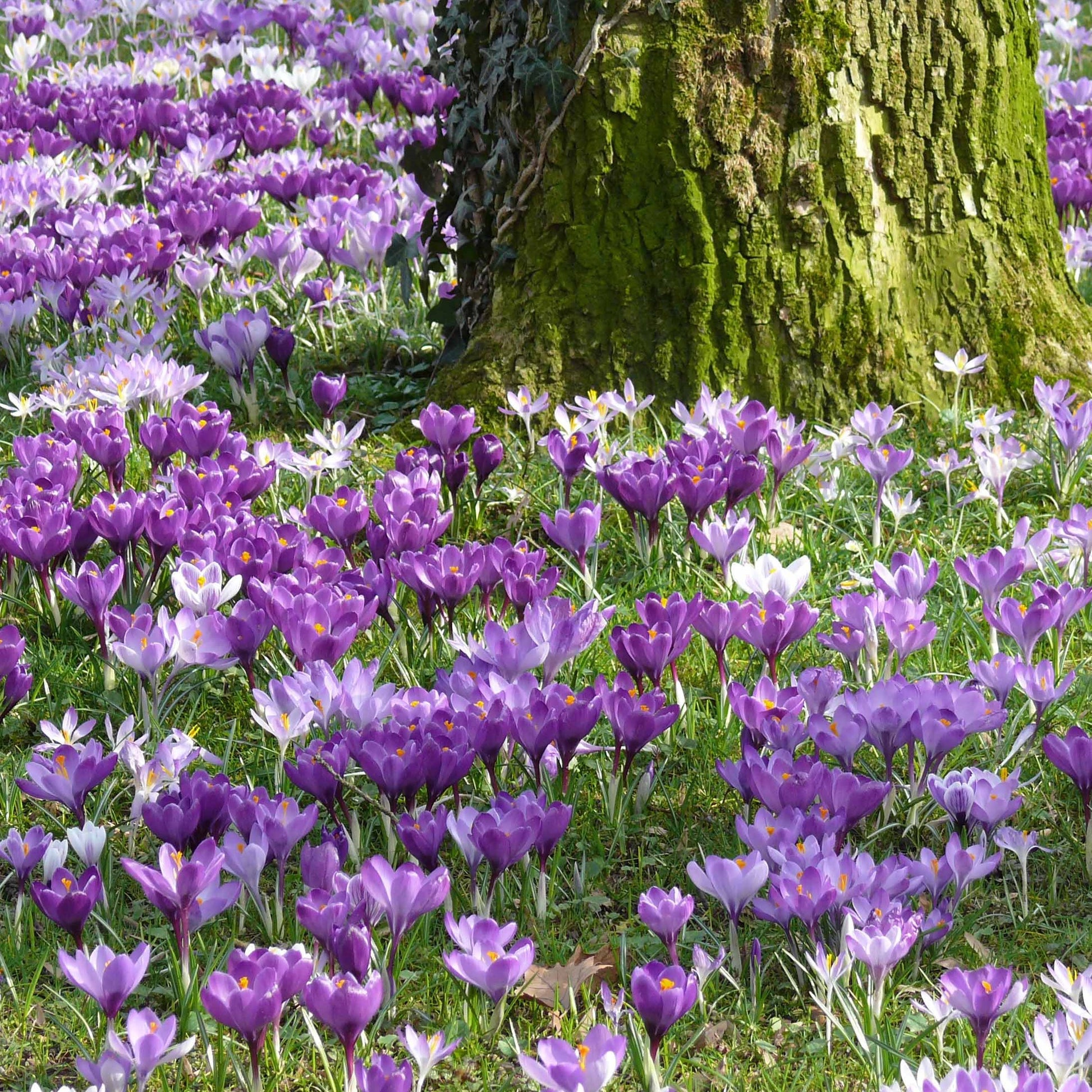 Krokus-Zwiebeln - 100 Gemischte Krokusse mit großen Blüten - Crocus vernus