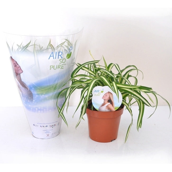 Grünlilie Atlantic in weißem Blumentopf - Chlorophytum comosum atlantic