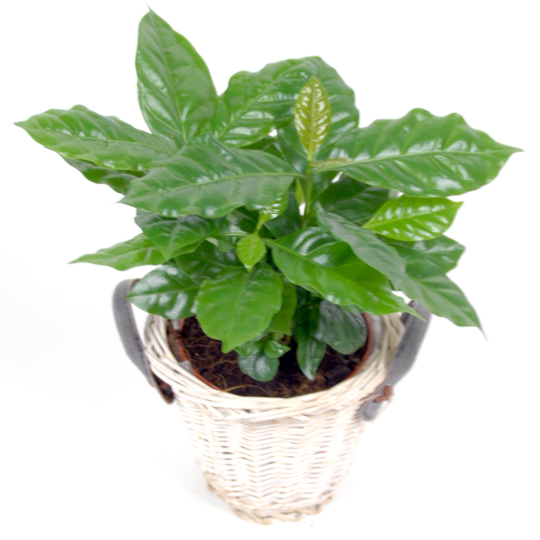 Kaffeepflanze in weißem Blumentopf - Coffea arabica