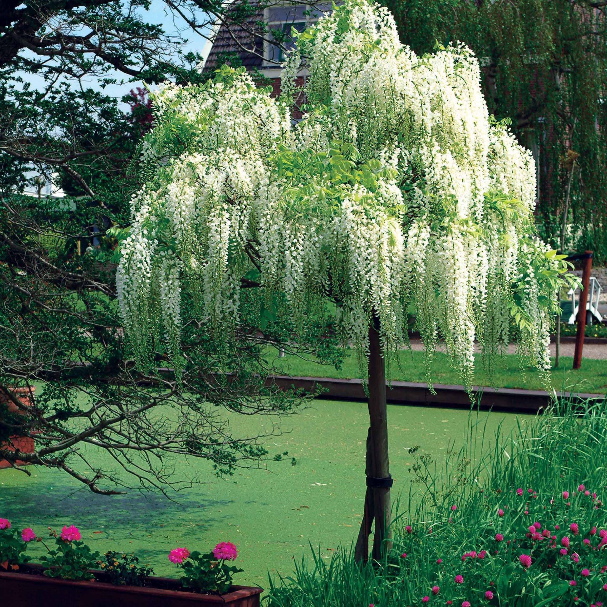 Weißer Blauregen Alba auf Stamm Wisteria sinensis alba