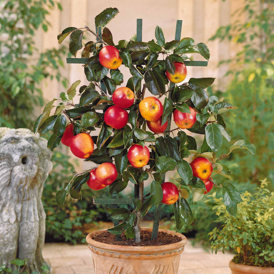 Mini Apfelbaum Gala - Bakker