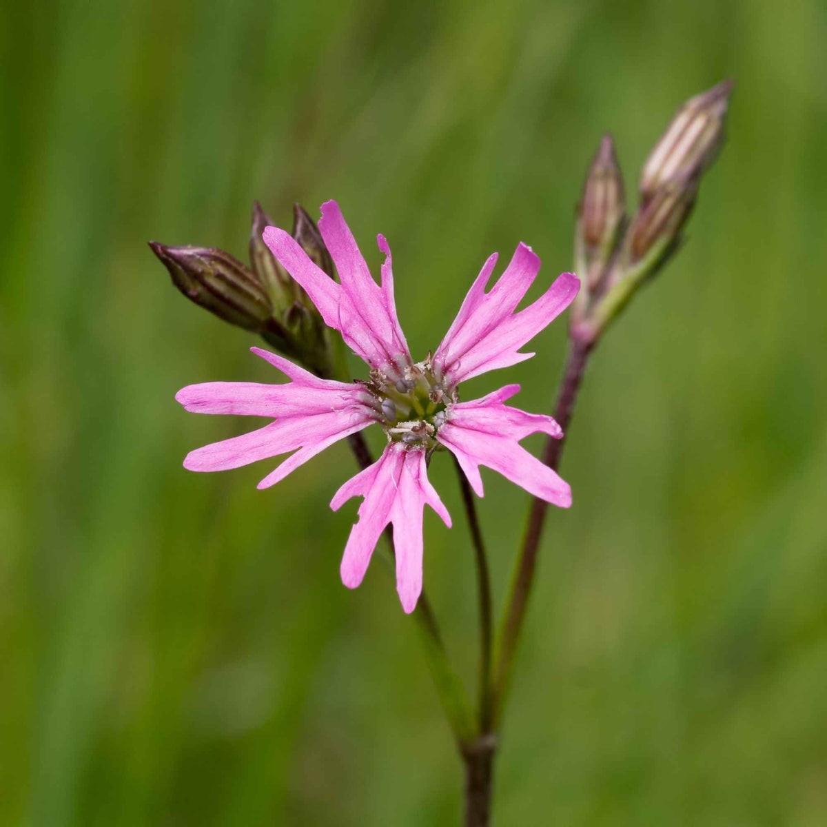 Kuckucksnelke - Lychnis flos-cuculi - Bakker