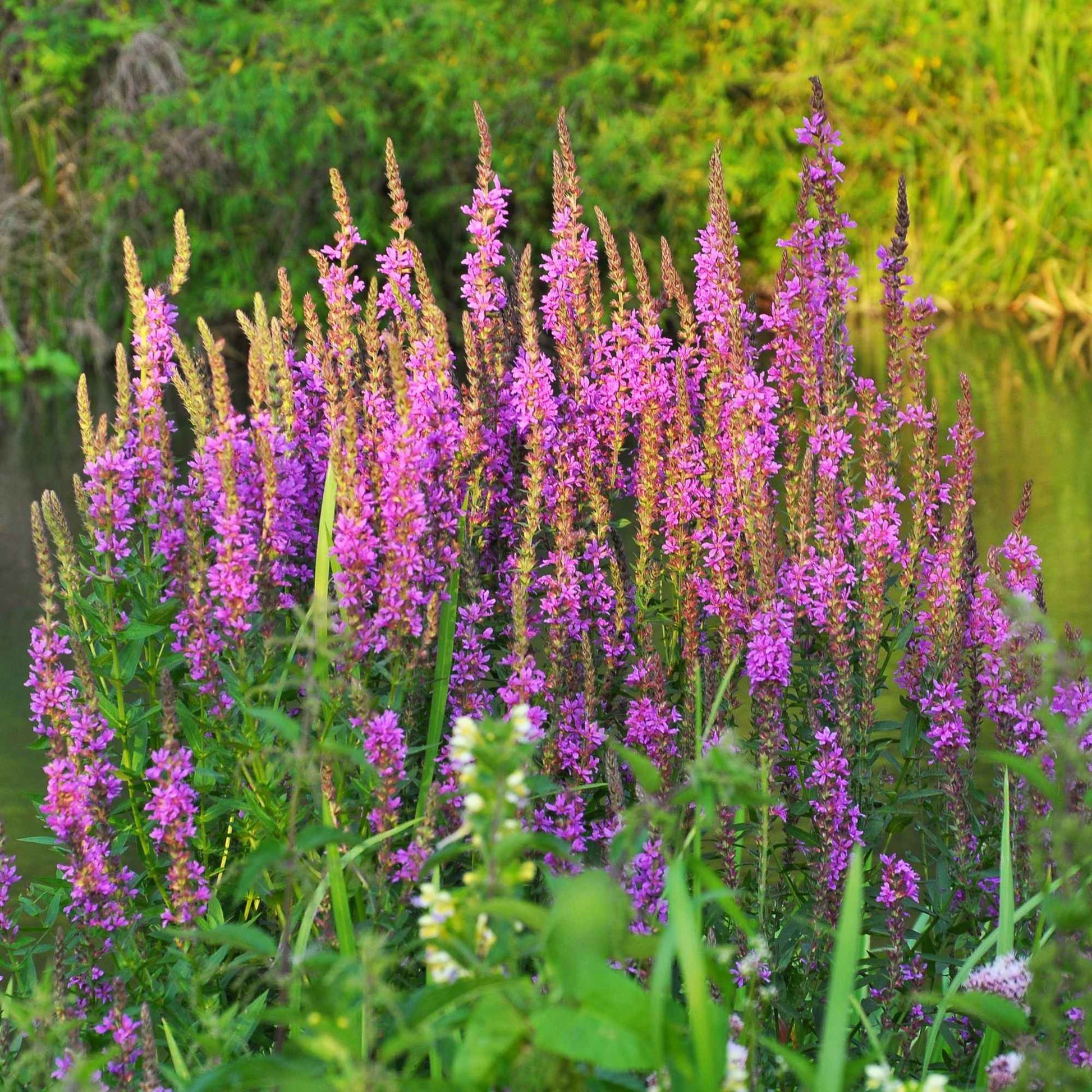 Blutweiderich - Lythrum salicaria - Bakker