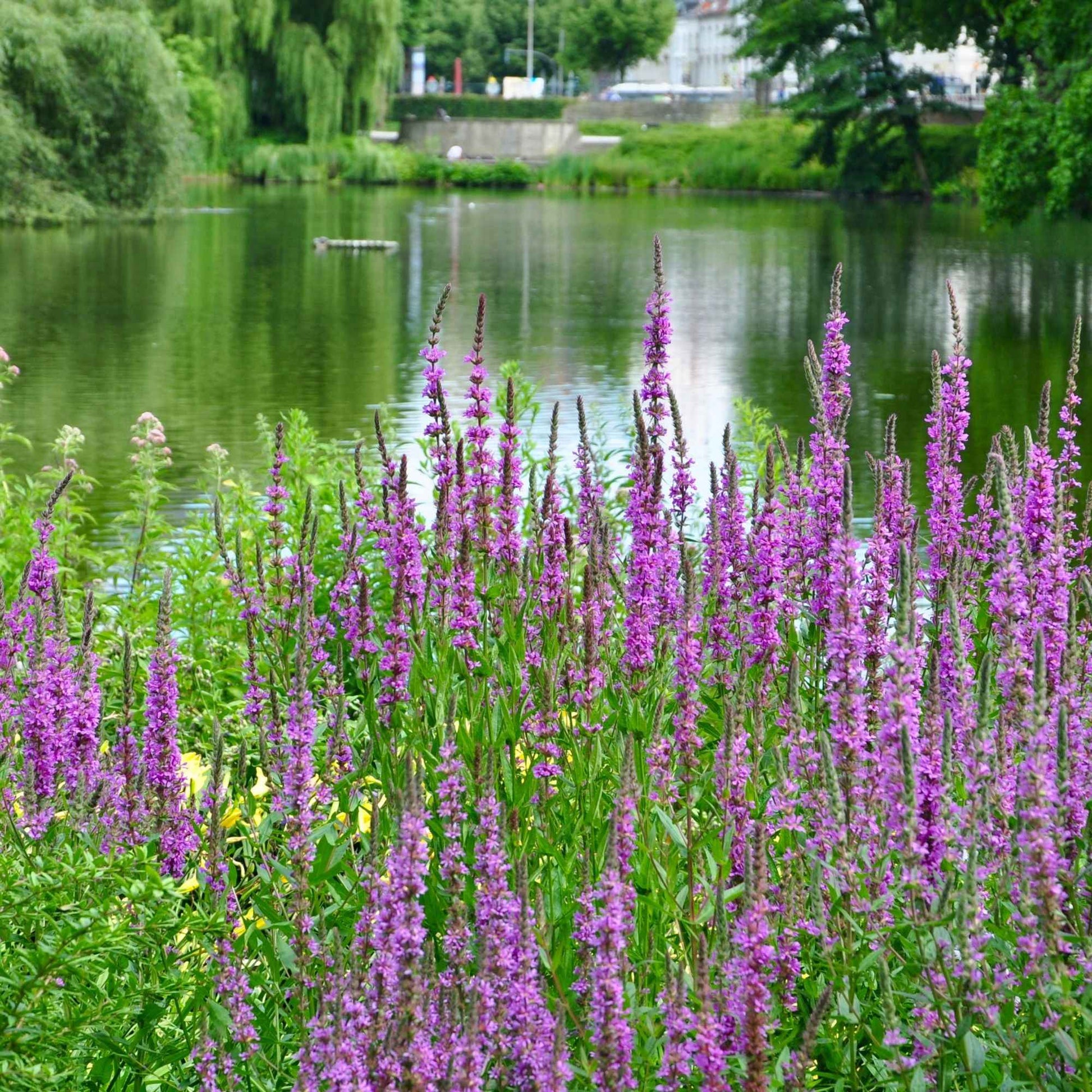 Lythrum salicaria - Blutweiderich - Alle Teichpflanzen