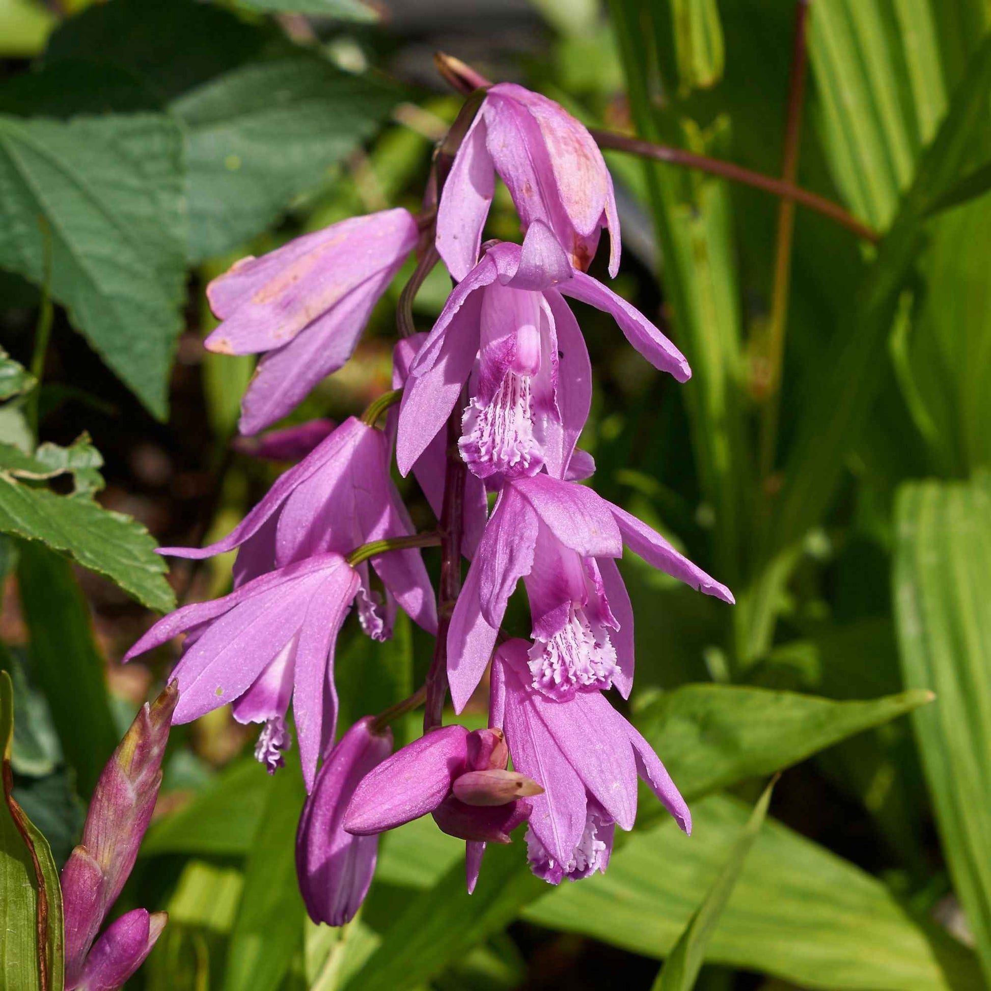 Orchidee Hyazinthe - Bletilla striata - Bakker