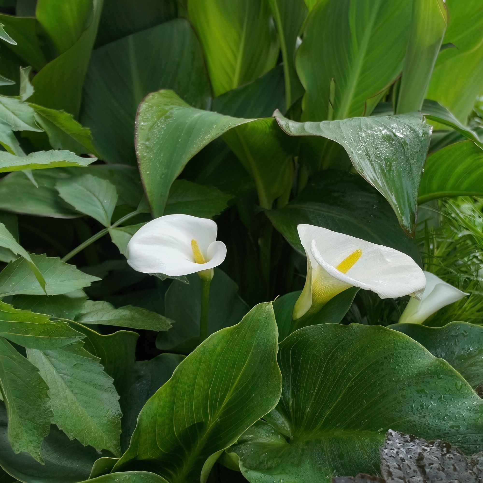Calla weiß - Zantedeschia aethiopica