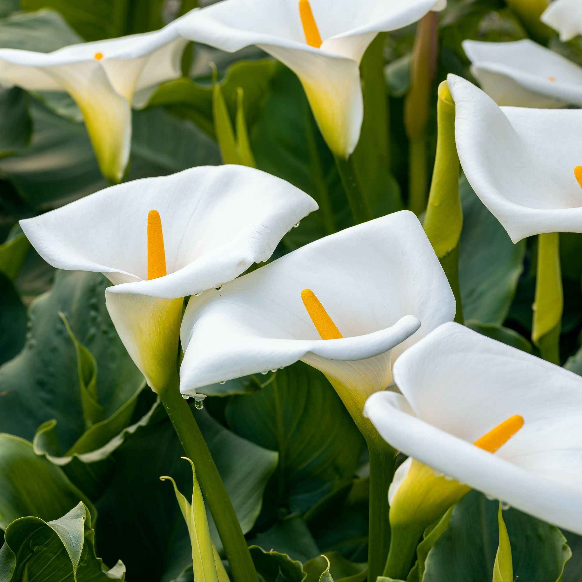 bio saatgut kaufen landwirtschaft BIO-Saatgut Physalis Andenbeere aus kontro Gartenpflanze kaufen main image 0