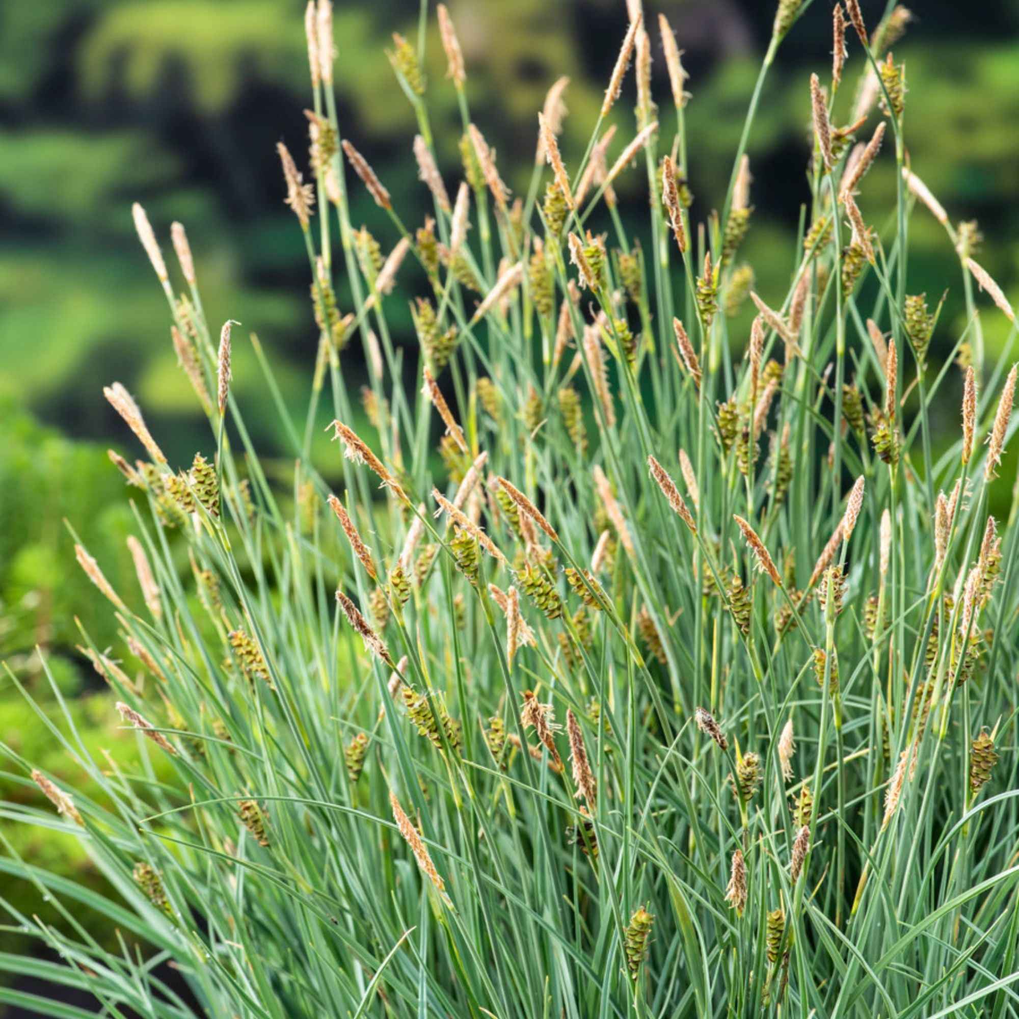 Hirsen-Segge - Carex panicea