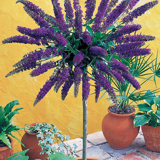 Schmetterlingsflieder 'Empire Blue' - Buddleja davidii Empire Blue - Gartenpflanzen