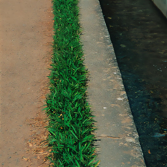 Zwerg-Pygmäenbambus - Bakker