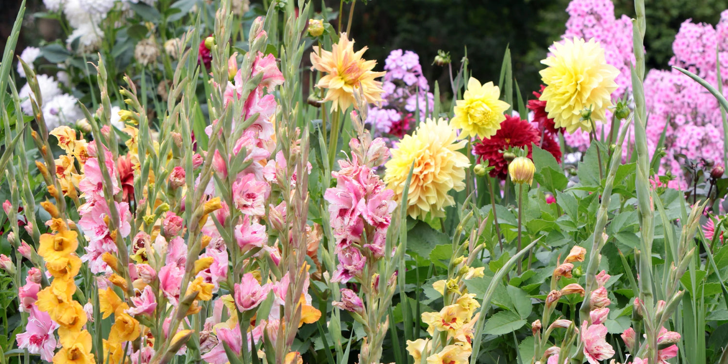 Green Days Blumenzwiebeln bis zu 50%