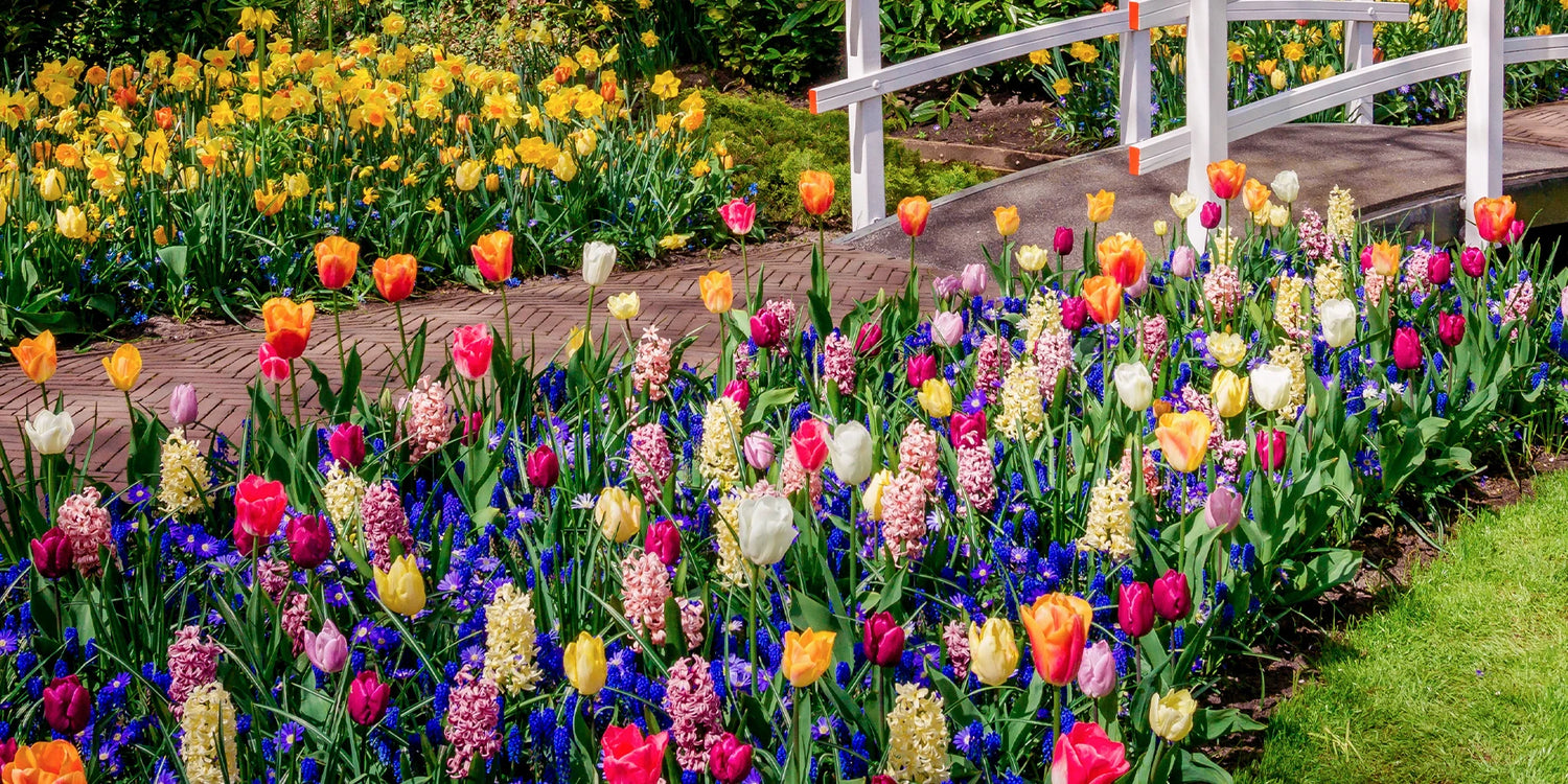 Vorbestellung Blumenzwiebeln: die 2. für 30%!