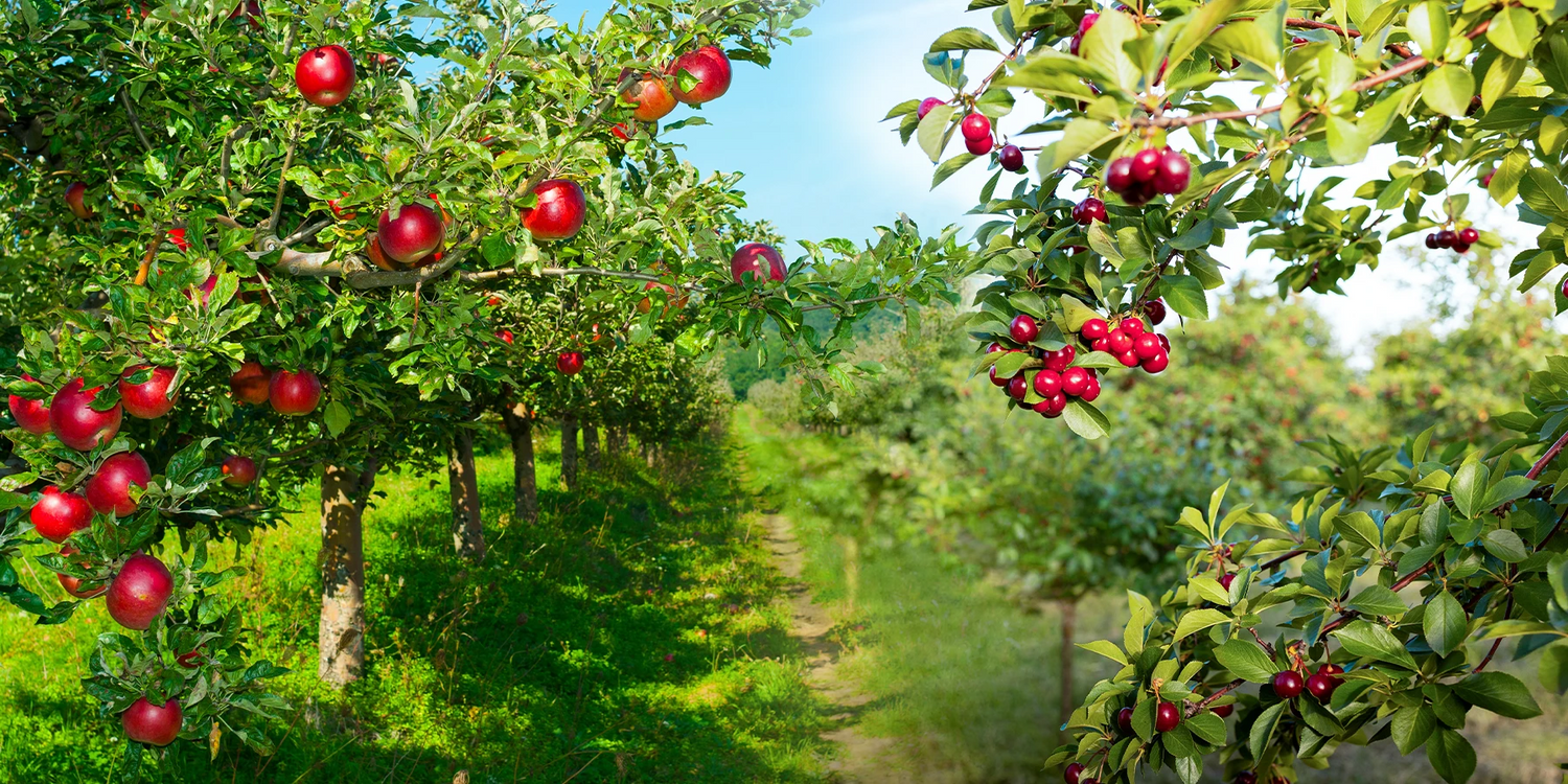 Aromen aus dem Garten bis zu 30%!