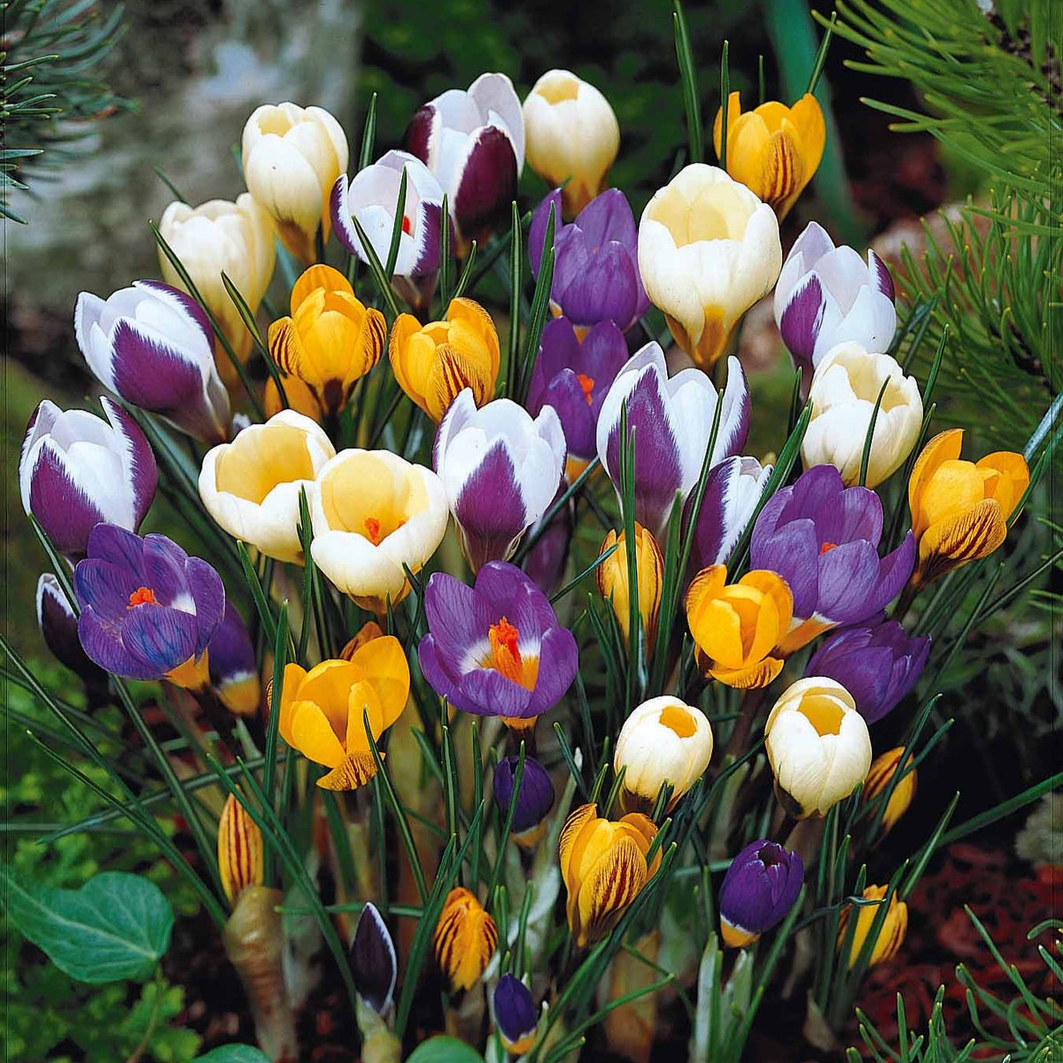 Krokus Mischung (x50) - Bakker