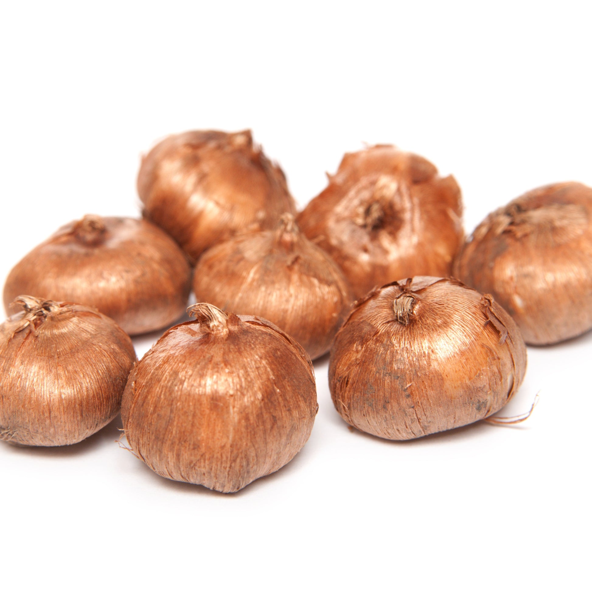 Krokus Mischung (x50) - Crocus chrysanthus - Bakker