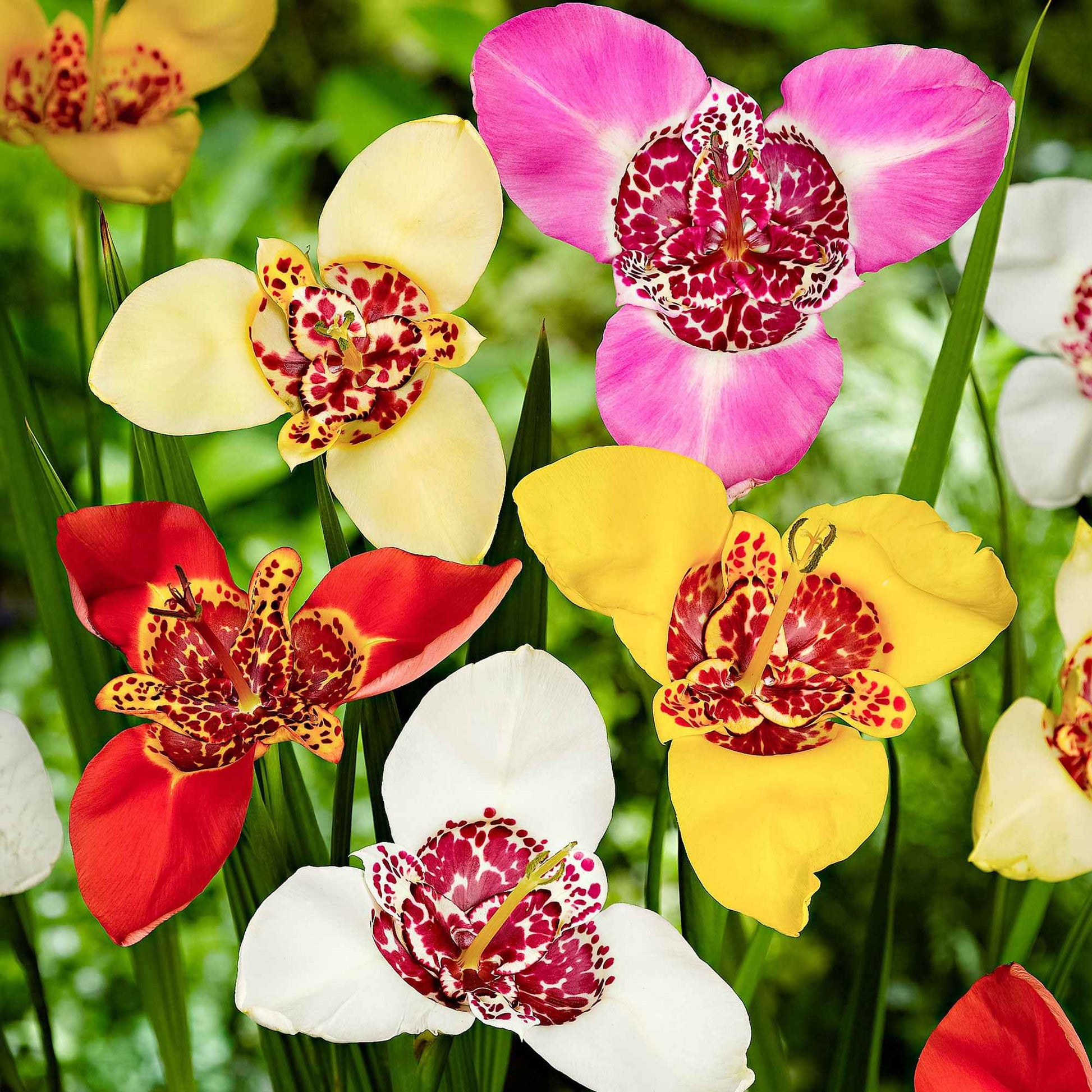 Tigerblume - Tigridia pavonia - Bakker