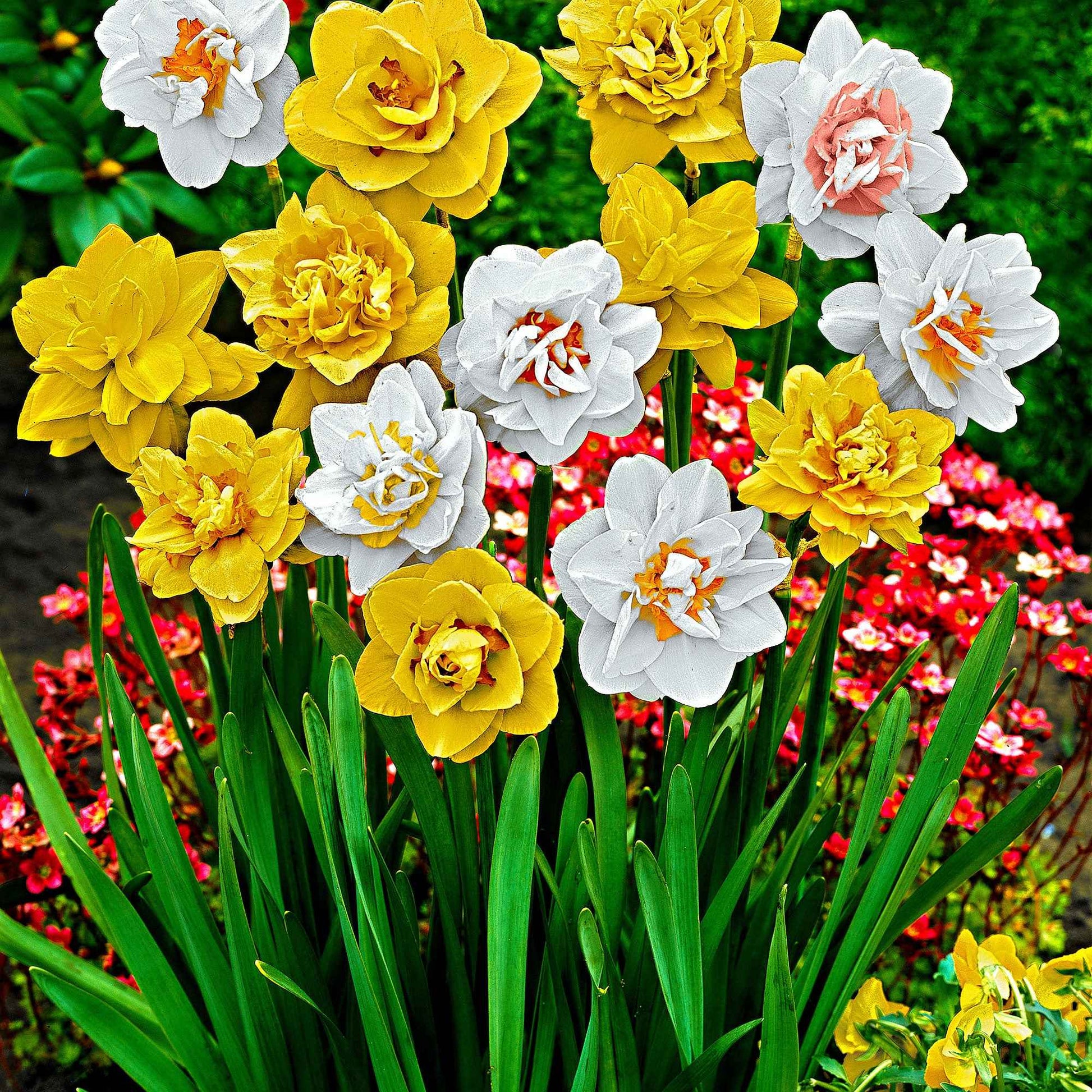 Doppelblütige Narzissen Mischung 'Double Flowers' - Narcissus - Blumenzwiebeln Frühlingsblüher