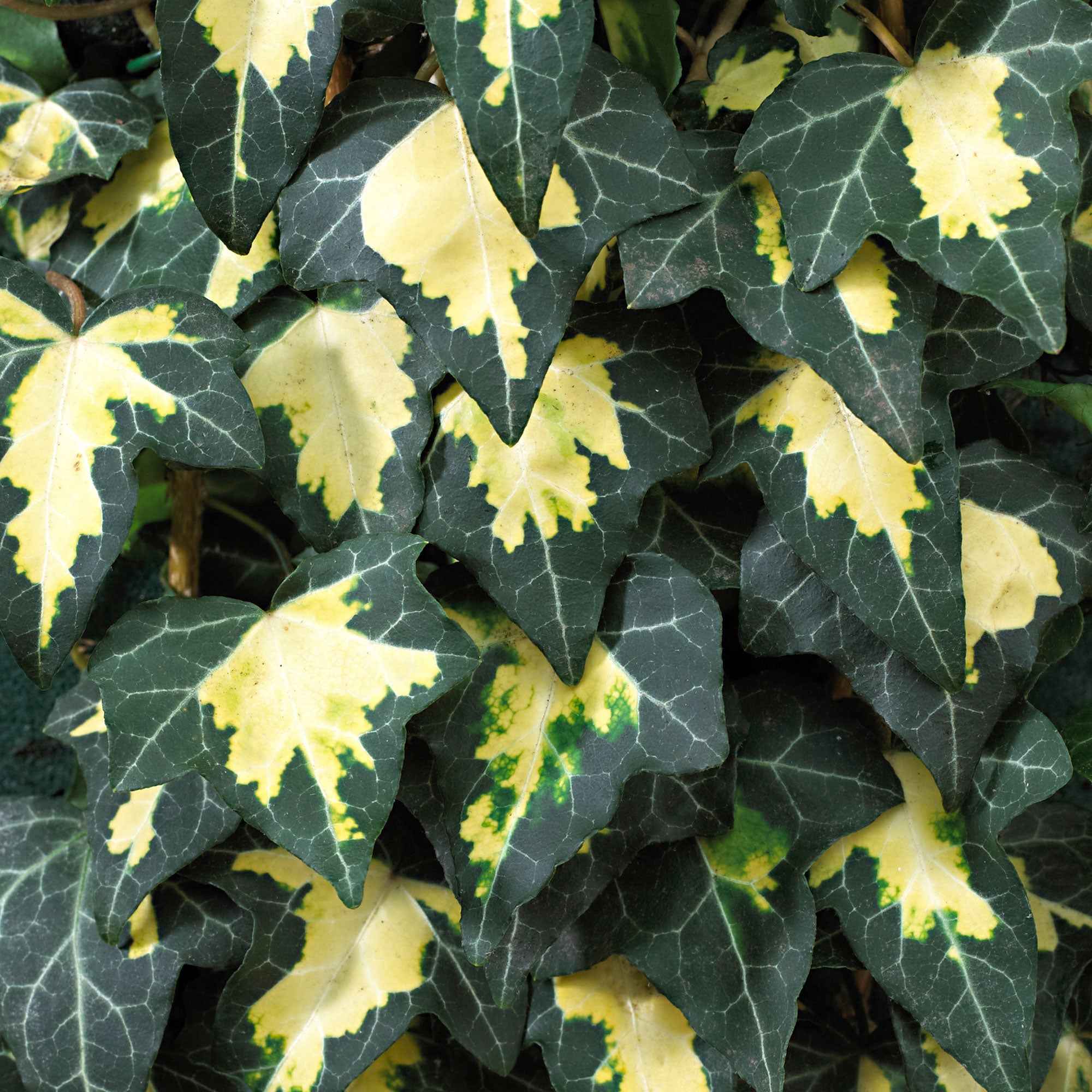efeu golden heart Efeu 'Goldheart' - Hedera helix Goldheart