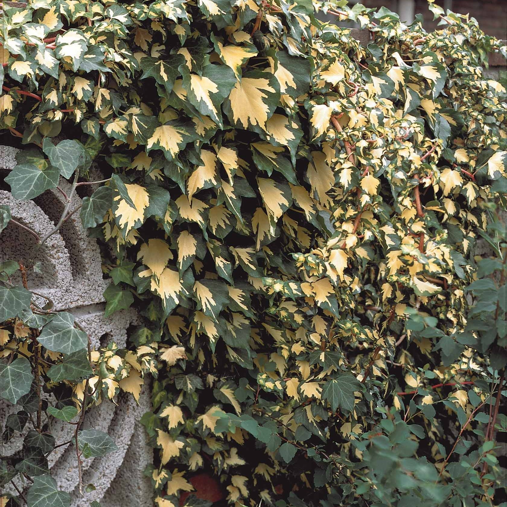Efeu 'Goldheart' - Hedera helix Goldheart
