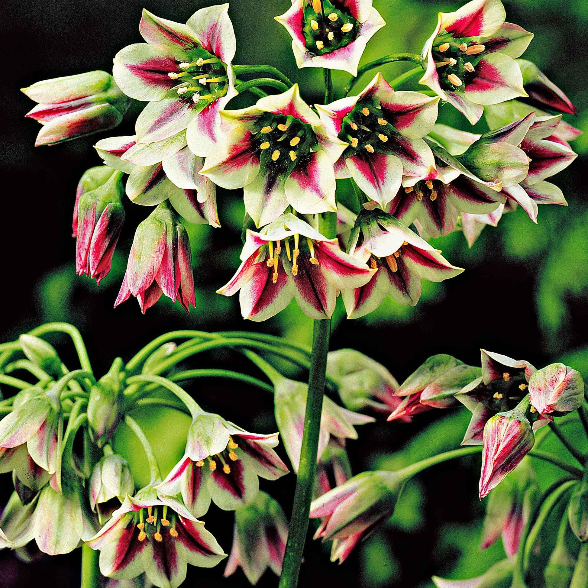 Bulgarischer Lauch (x15) - Allium bulgaricum - Bakker