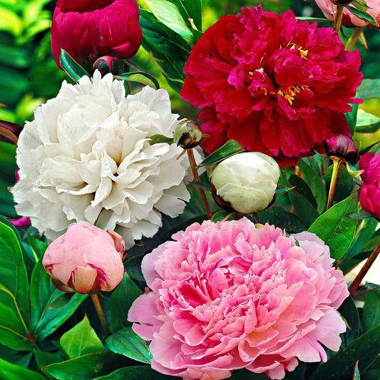 Pfingstrose 'Red Charm' + 'Immaculate' + 'Sorbet' Mischung (x3) - Paeonia lactiflora x Sorbet, Immaculée, Red Charm - Gartenpflanzen