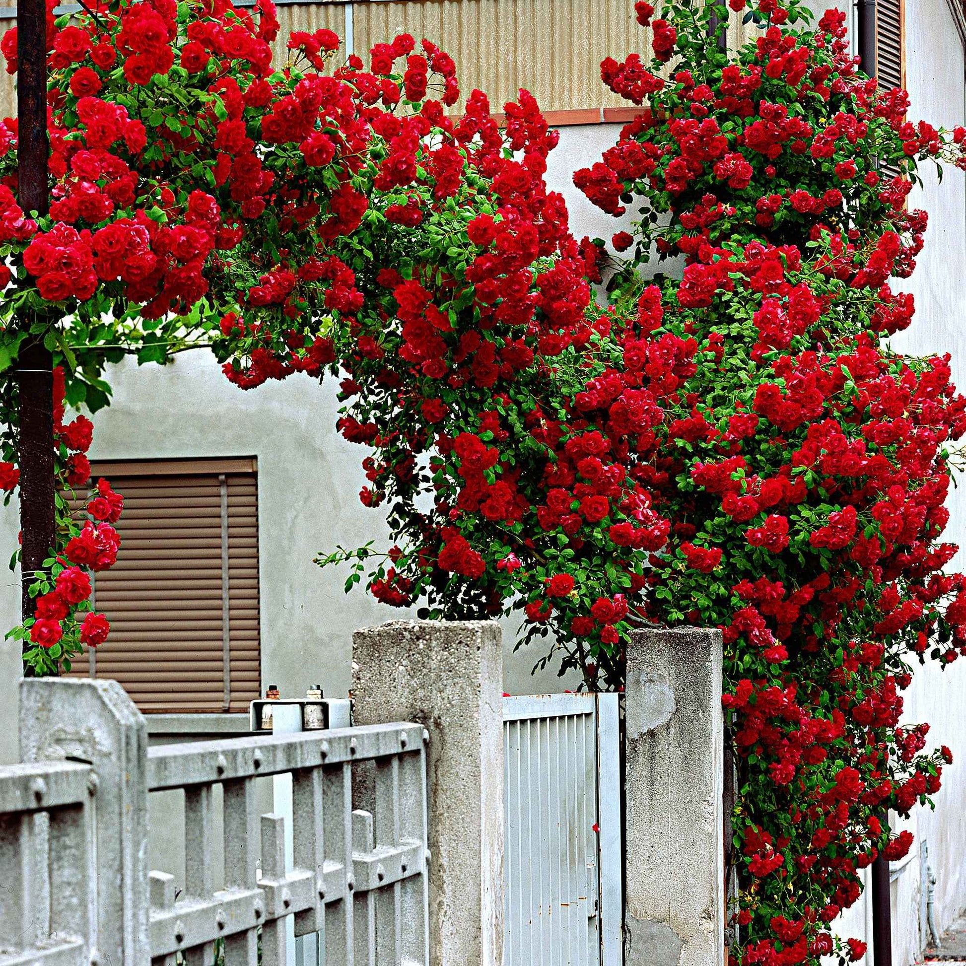 Kletterrose Rosa 'Santana' rot - Rosa santana ® - Bakker