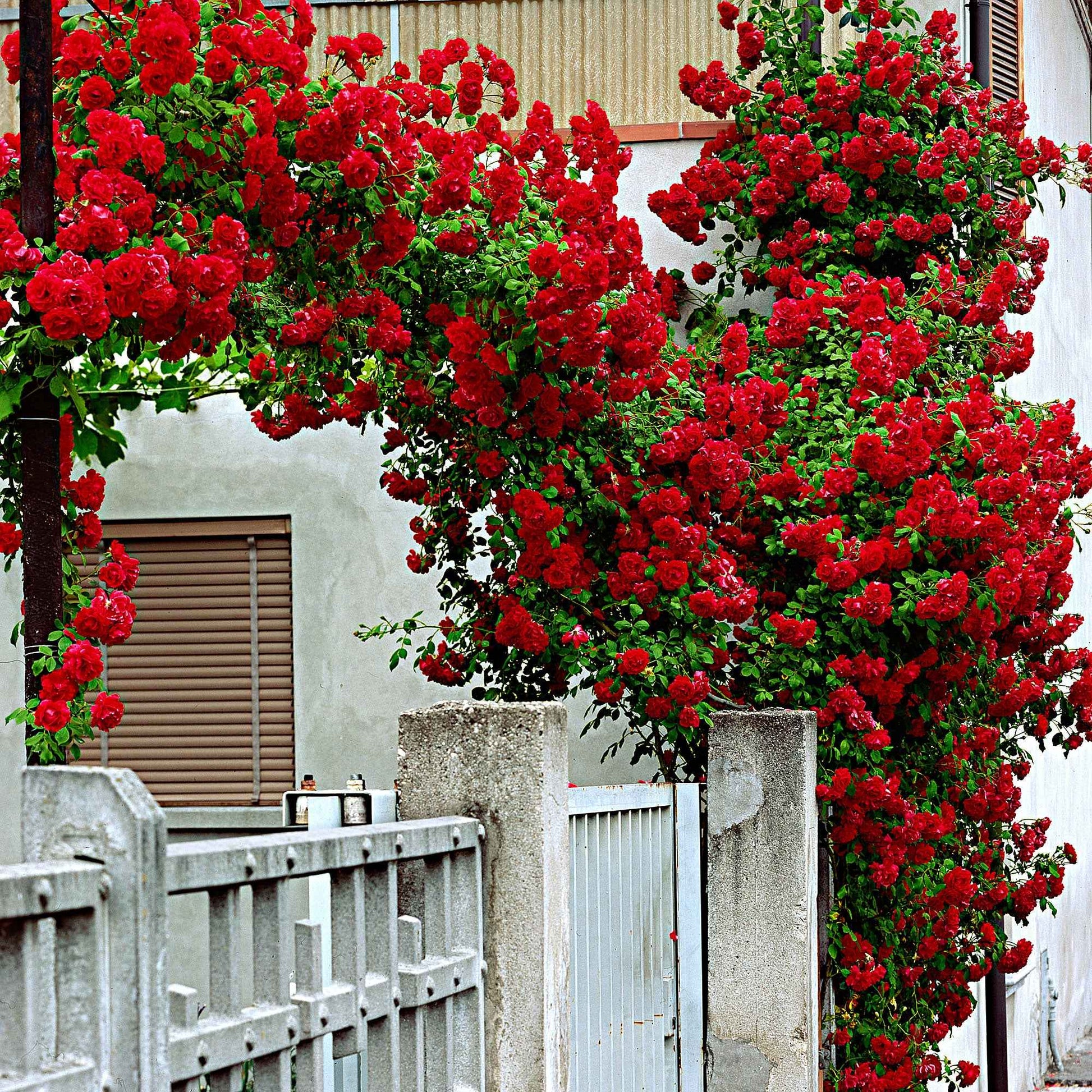 Kletterrose Rosa 'Santana' rot - Rosa santana ® - Gartenpflanzen