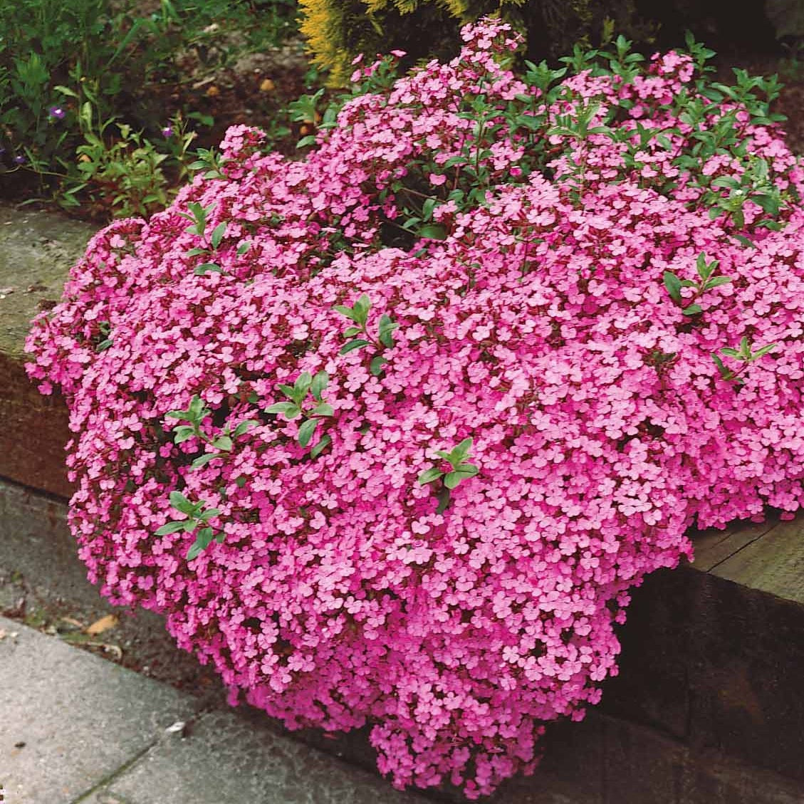 Verkauf Kissen-Seifenkraut (x5) - Saponaria ocymoïdes