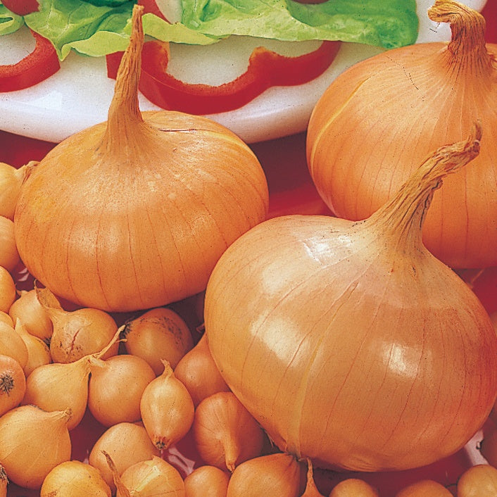 Zwiebel 'Stuttgarter Riesen' - Allium cepa stuttgarter riesen - Bakker