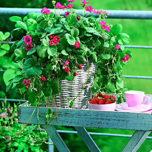 Erdbeere 'Toscana' (x3) - Bakker