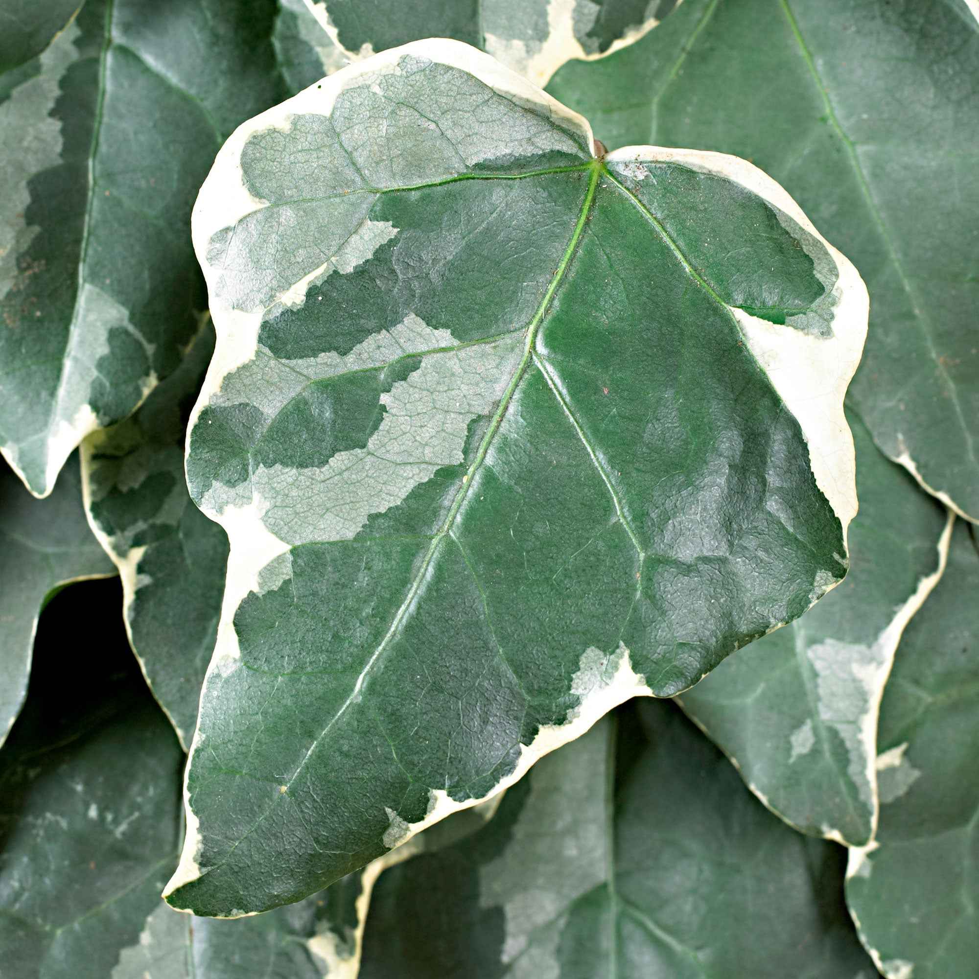 Algerischer Efeu 'Gloire de Marengo' - Hedera algeriensis Gloire de Marengo 