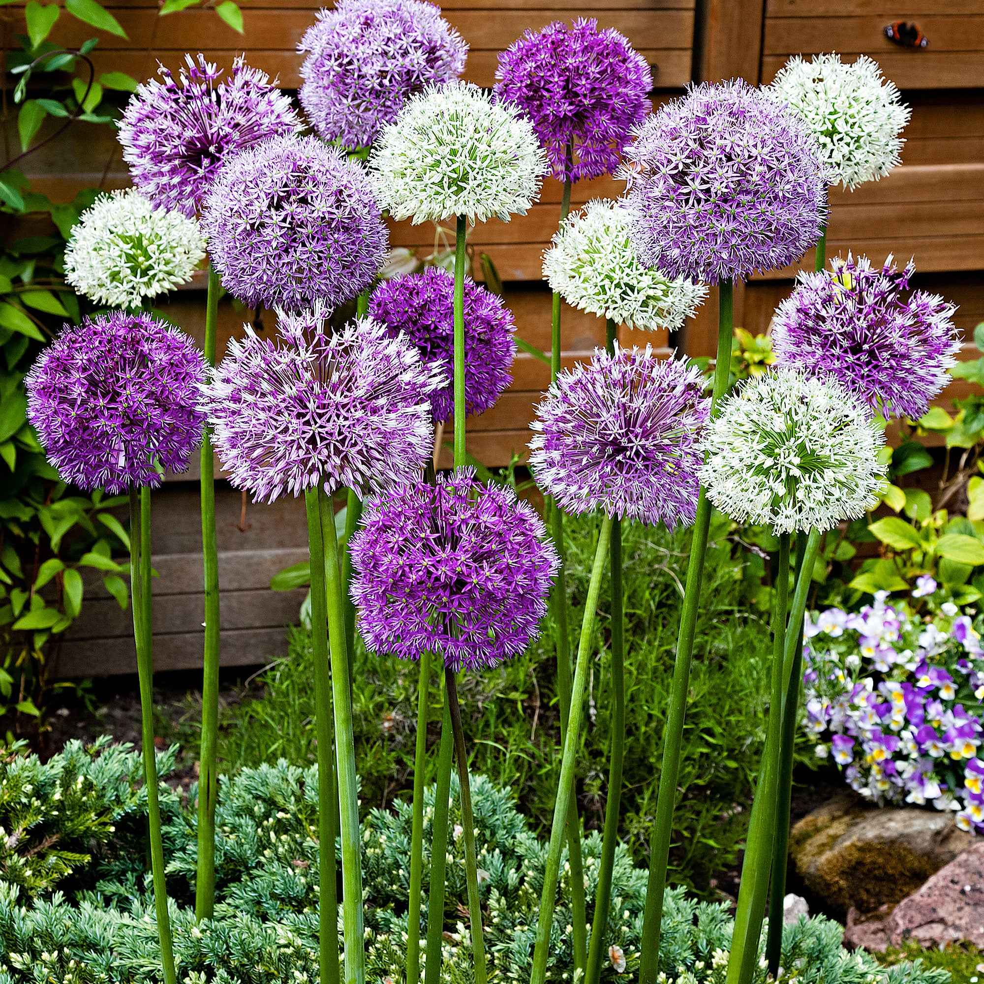 Blumenzwiebeln Zierlauch Mischung 'Fantasia' (x10) - Allium