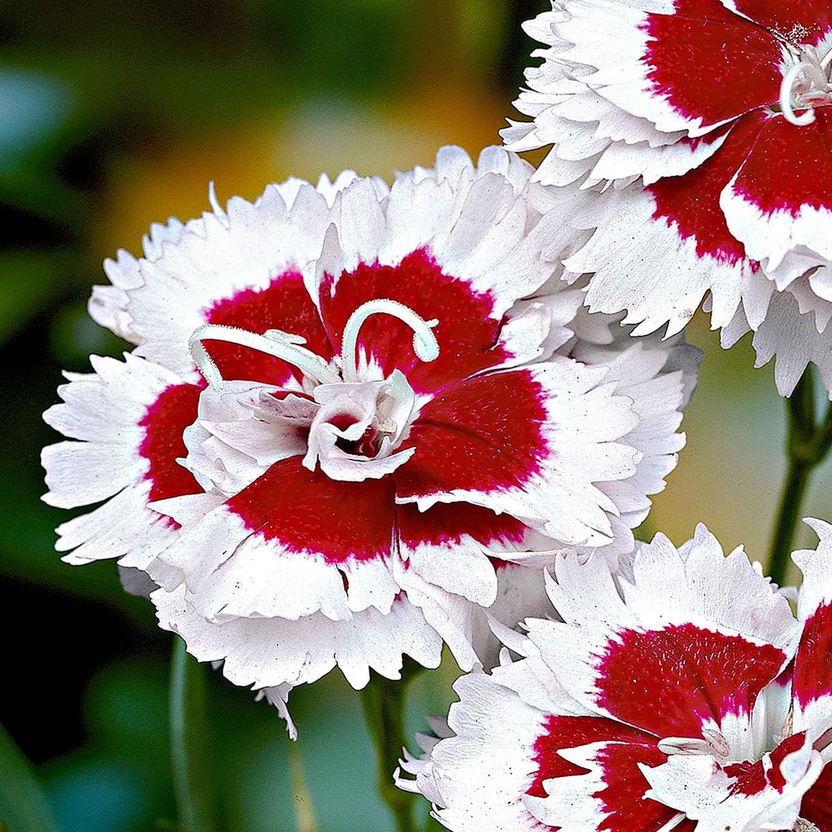 Allwoods Nelke 'Alice' (x3) - Dianthus allwoodii 'alice' - Bakker