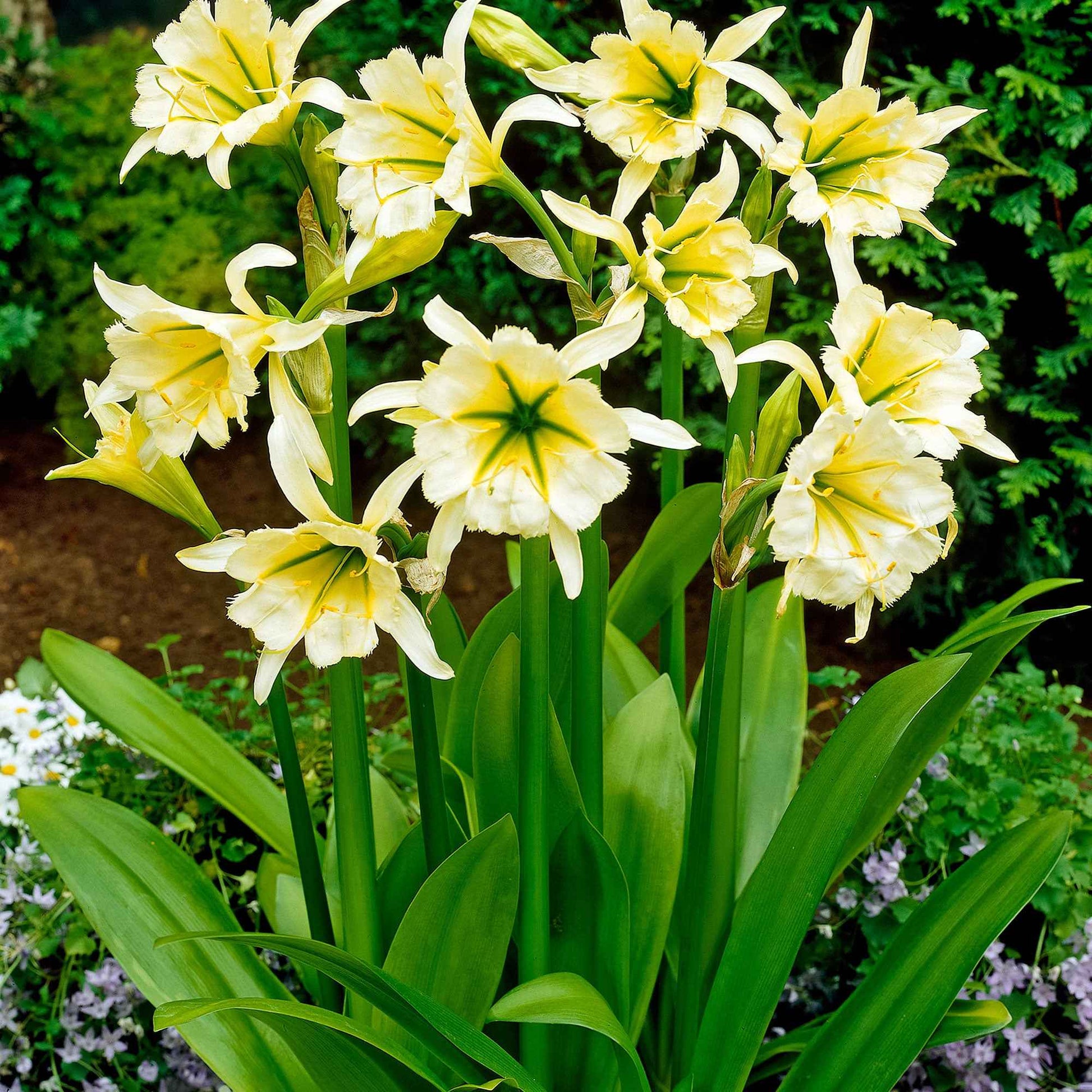 Hymenocallis festalis sulphur queen - Ismene 'Sulphur Queen' (x2) - Sommerzwiebeln