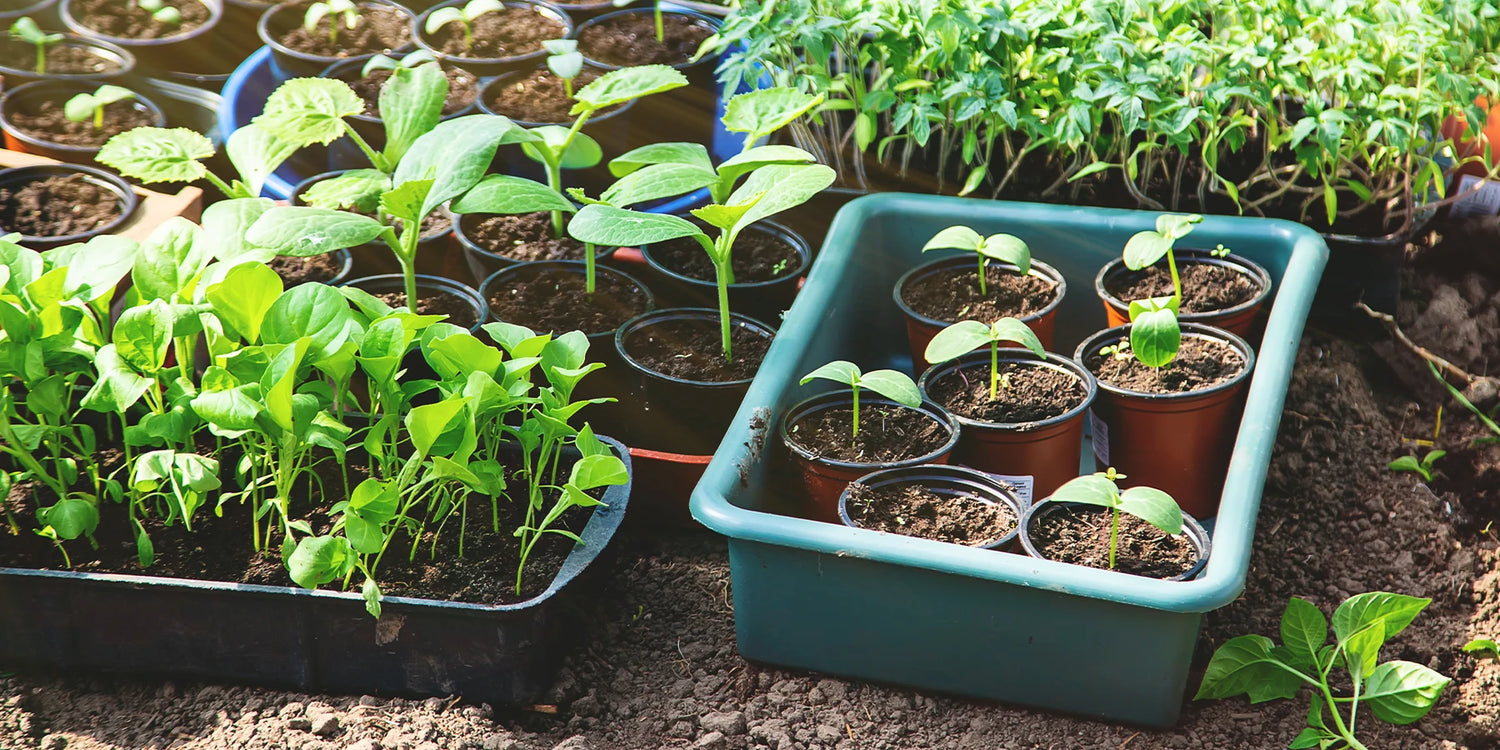 Anti-Verschwendung in Gemüsegarten: bis zu 70 % Rabatt!