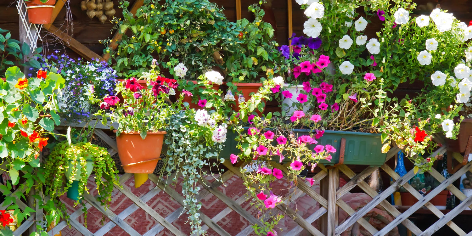 Fokus: sommerblumen