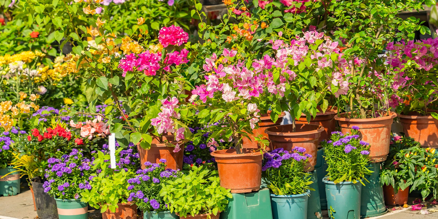 Unsere Kollektionen für einen gelungenen Garten!