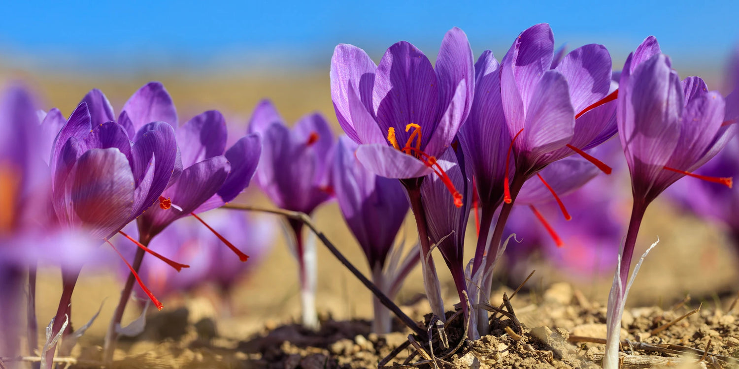Das Juwel des Gartens: Der Safran-Krokus