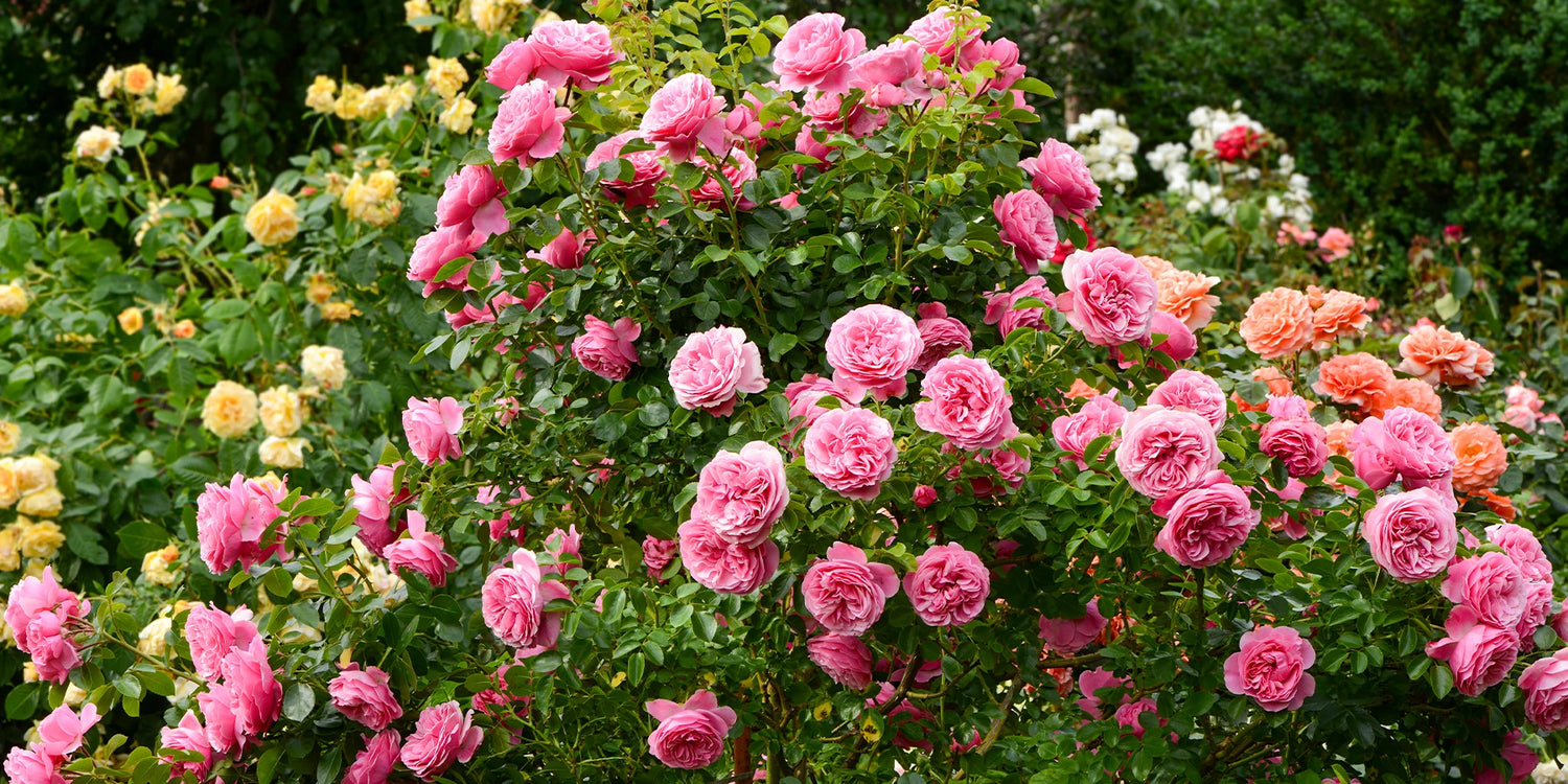 Green Days Rosen bis zu -50%!