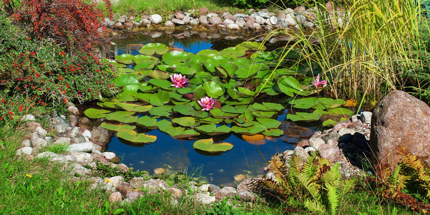 Entdecken Sie unsere Wasserpflanzen bis zu 10%