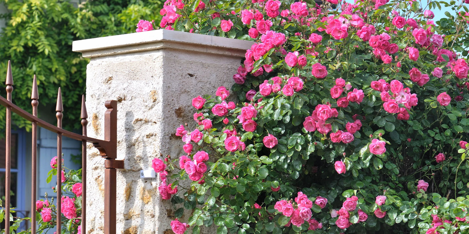 Sie sind wieder da: die Rosen im Topf!