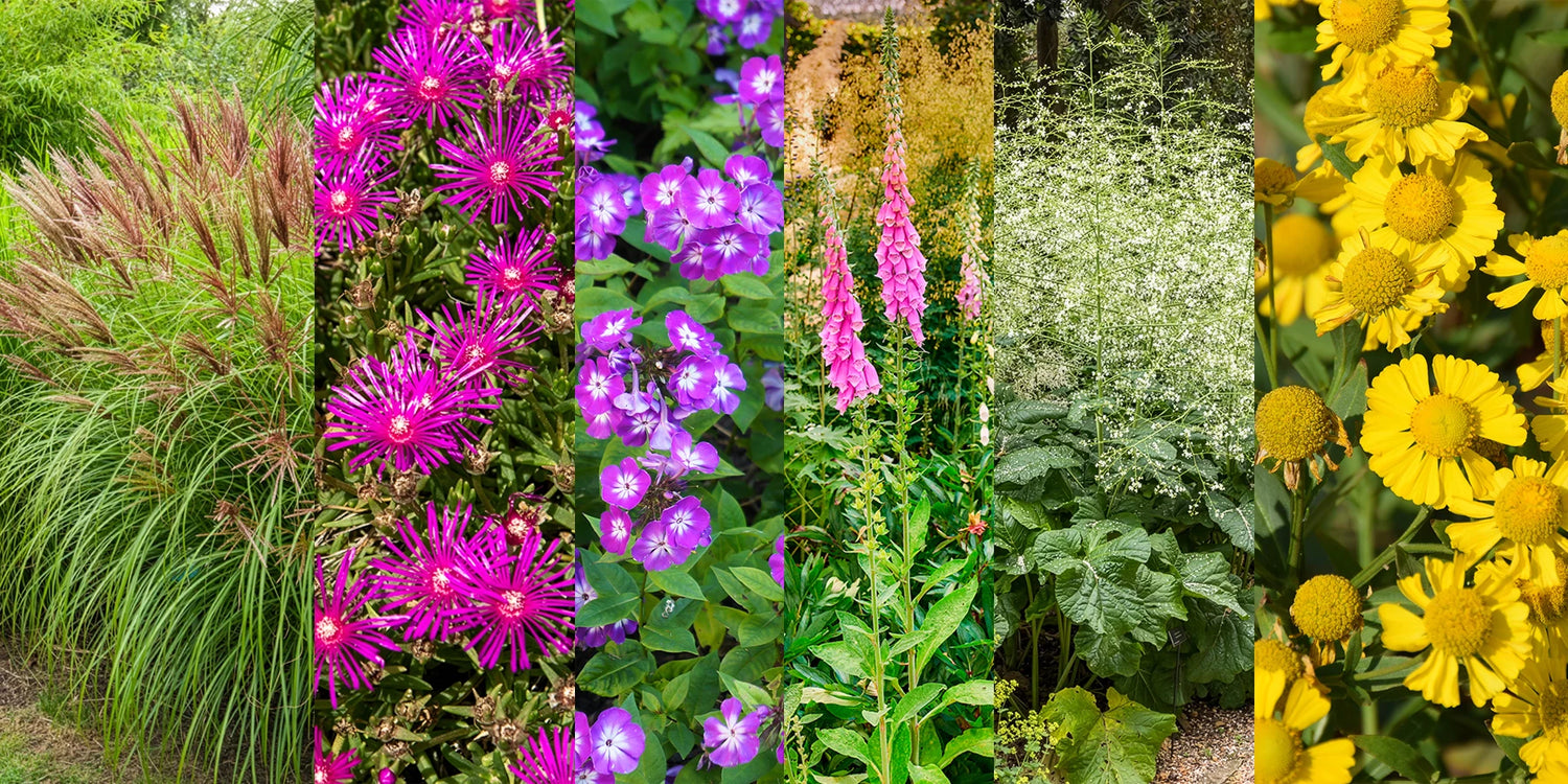 Unsere neuen Stauden