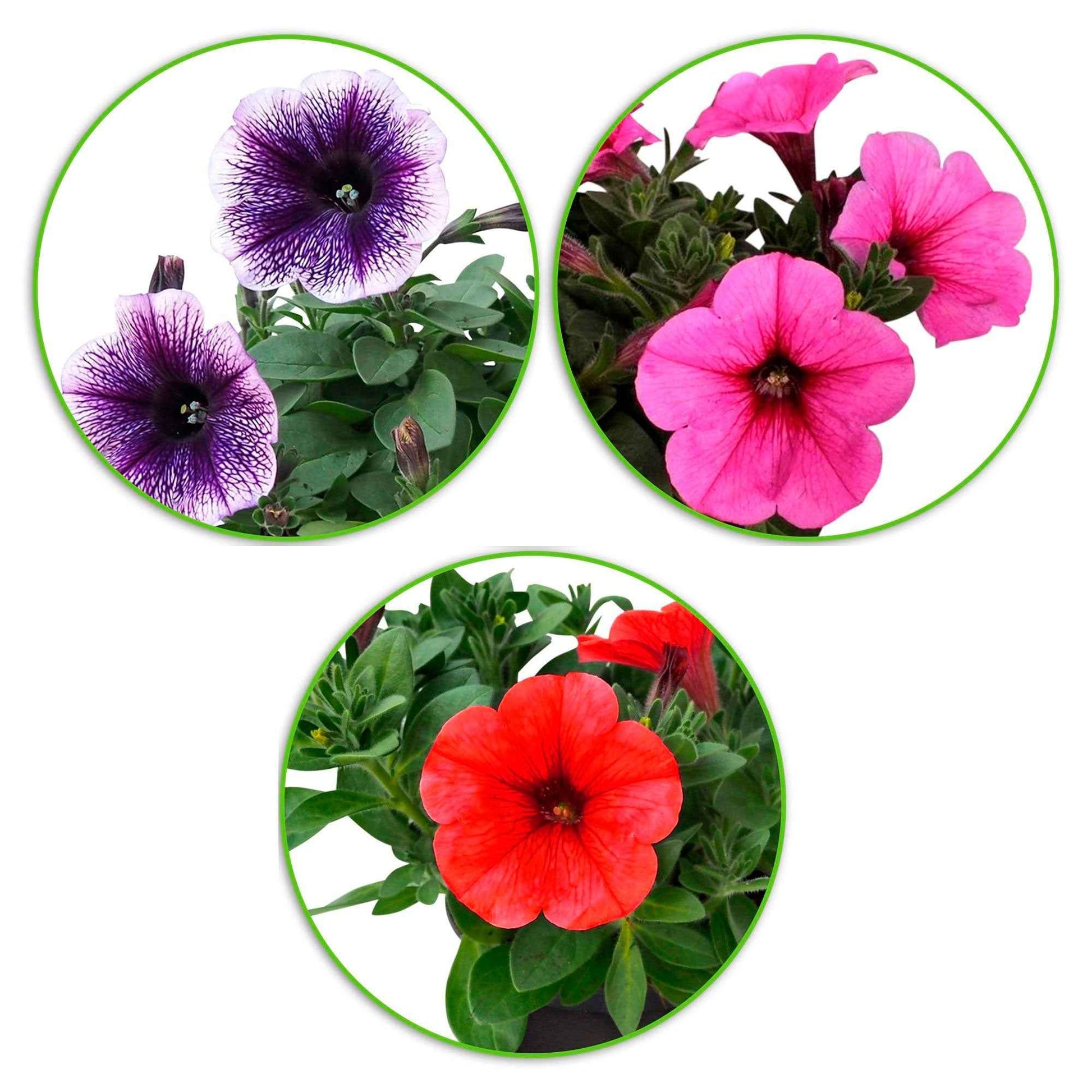 Petunia Alpe tunia® mix - Petunien Mischung 'Alpetunia' (x3) - Petunien und Calibrachoa