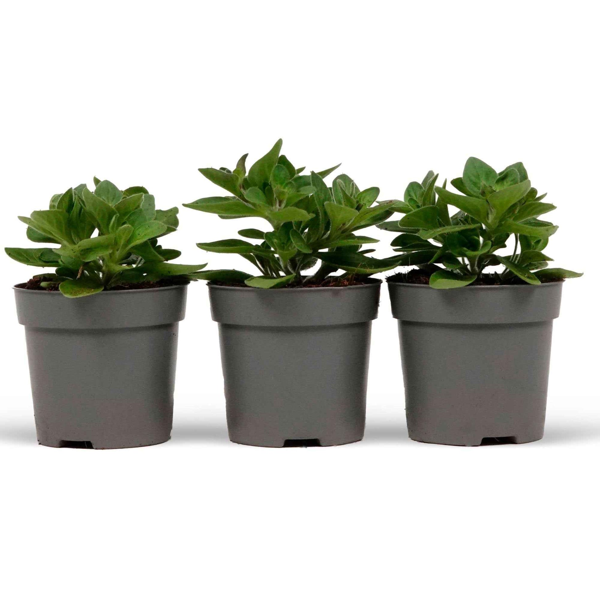 Petunien Mischung 'Alpetunia' (x3) - Alpe tunia® mix - Petunien und Zauberglöckchen